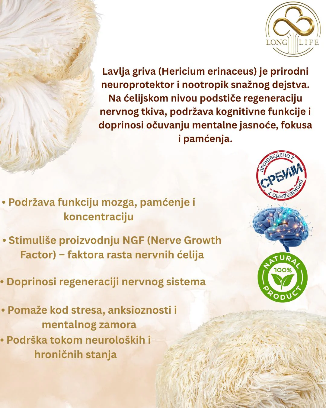 lavlja griva4 Lavlja Griva - Image 3